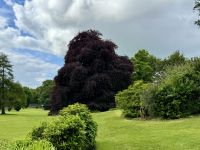 9. Reisetag – Von Gort nach Tralee – Kleine Wanderung im Coole Park – Autograph Tree &ndash; &copy; Andreas Wolfsteller (Eberhardt TRAVEL)