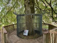 9. Reisetag – Von Gort nach Tralee – Kleine Wanderung im Coole Park – Autograph Tree &ndash; &copy; Andreas Wolfsteller (Eberhardt TRAVEL)