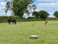 11. Reisetag – Von Tralee in die Wicklow Mountains – Irisches Nationalgestüt &ndash; &copy; Andreas Wolfsteller (Eberhardt TRAVEL)