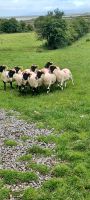 Atlantic Sheep &ndash; &copy; Barbara Pflicke (Eberhardt TRAVEL)