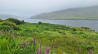 Connemara 