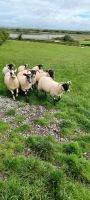 Atlantic Sheep Dogs &ndash; &copy; Barbara Pflicke (Eberhardt TRAVEL)