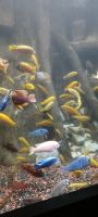 Dingle Aquarium &ndash; &copy; Barbara Pflicke (Eberhardt TRAVEL)