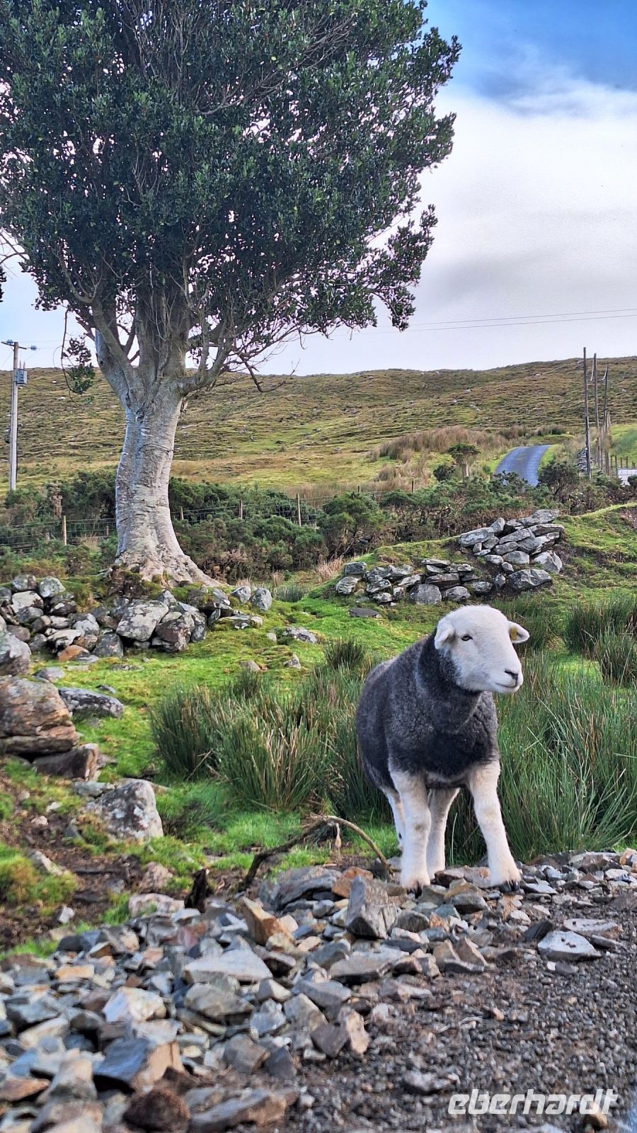Herdwick Schaf &ndash; &copy; Sinah Witzig (Eberhardt TRAVEL)