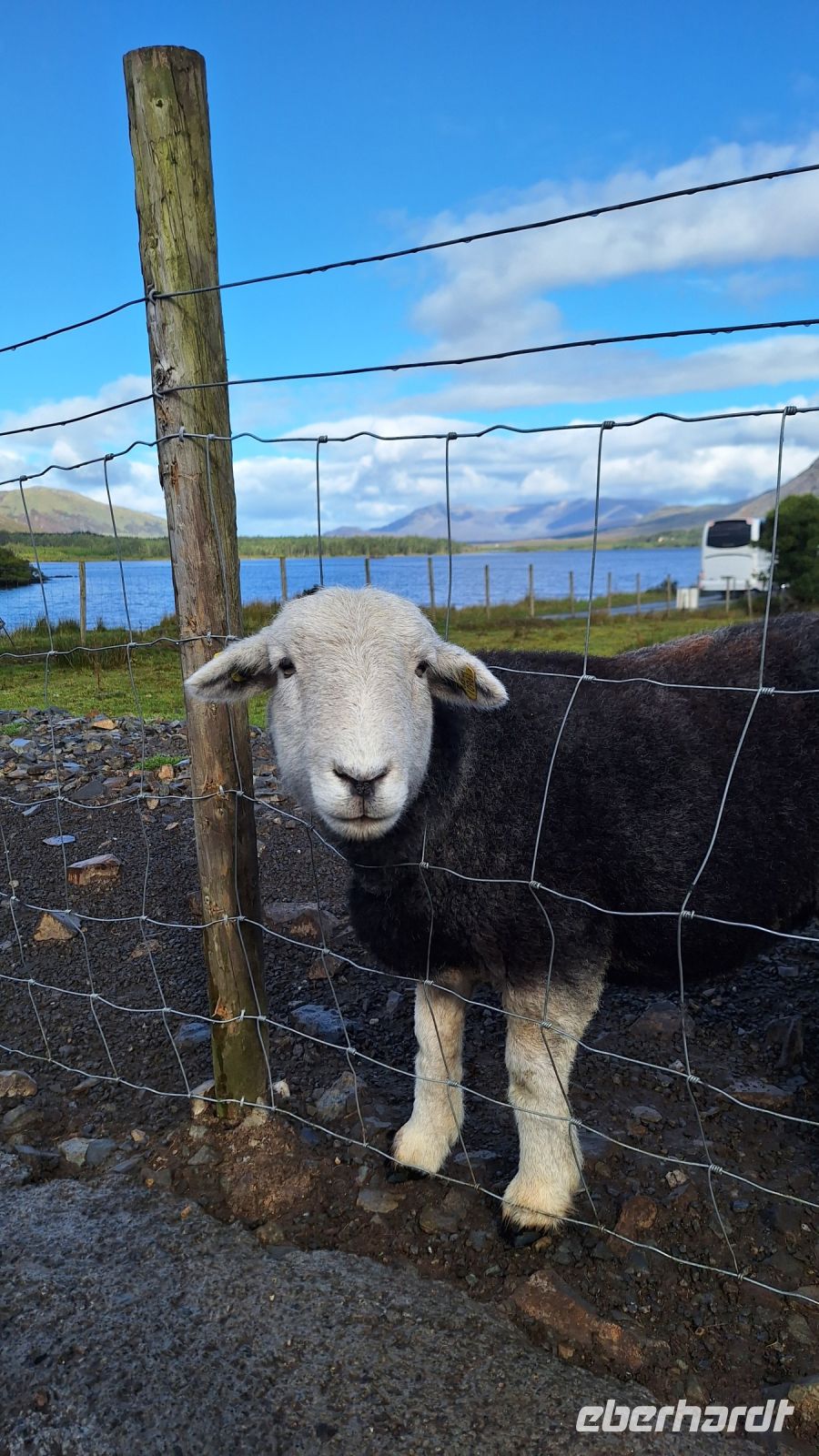 Herdwick Schaf &ndash; &copy; Sinah Witzig (Eberhardt TRAVEL)