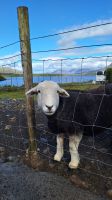 Herdwick Schaf &ndash; &copy; Sinah Witzig (Eberhardt TRAVEL)