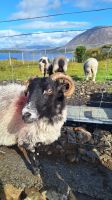 Scottish Blackface Schaf &ndash; &copy; Sinah Witzig (Eberhardt TRAVEL)