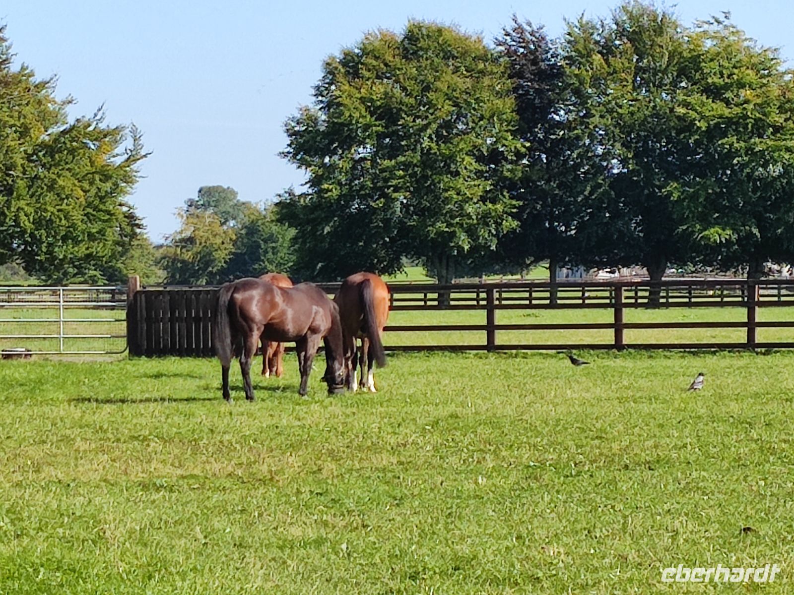 104-Kildare National Stud &ndash; &copy; Dirk Schlosser (Eberhardt TRAVEL)