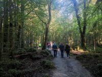 071-Gort Coole-Park &ndash; &copy; Dirk Schlosser (Eberhardt TRAVEL)
