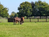 104-Kildare National Stud &ndash; &copy; Dirk Schlosser (Eberhardt TRAVEL)