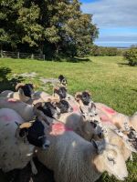 Atlantic Sheepdogs  &ndash; &copy; Natalie Hady (Eberhardt TRAVEL)