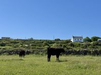 6. Tag – Ausflug auf die Aran Islands – Wandern auf Inishmore – Kühe &ndash; &copy; Andreas Wolfsteller (Eberhardt TRAVEL)