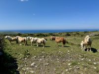 8. Tag – Klippen und Kalkstein – Wanderung auf dem Burren Way – Ponys &ndash; &copy; Andreas Wolfsteller (Eberhardt TRAVEL)