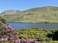 7. Tag – Erkundungen in Connemara – Fotostopp am Killary Harbour mit Rhododendron &ndash; &copy; Andreas Wolfsteller (Eberhardt TRAVEL)