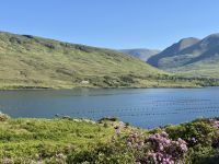 7. Tag – Erkundungen in Connemara – Fotostopp am Killary Harbour mit Rhododendron &ndash; &copy; Andreas Wolfsteller (Eberhardt TRAVEL)