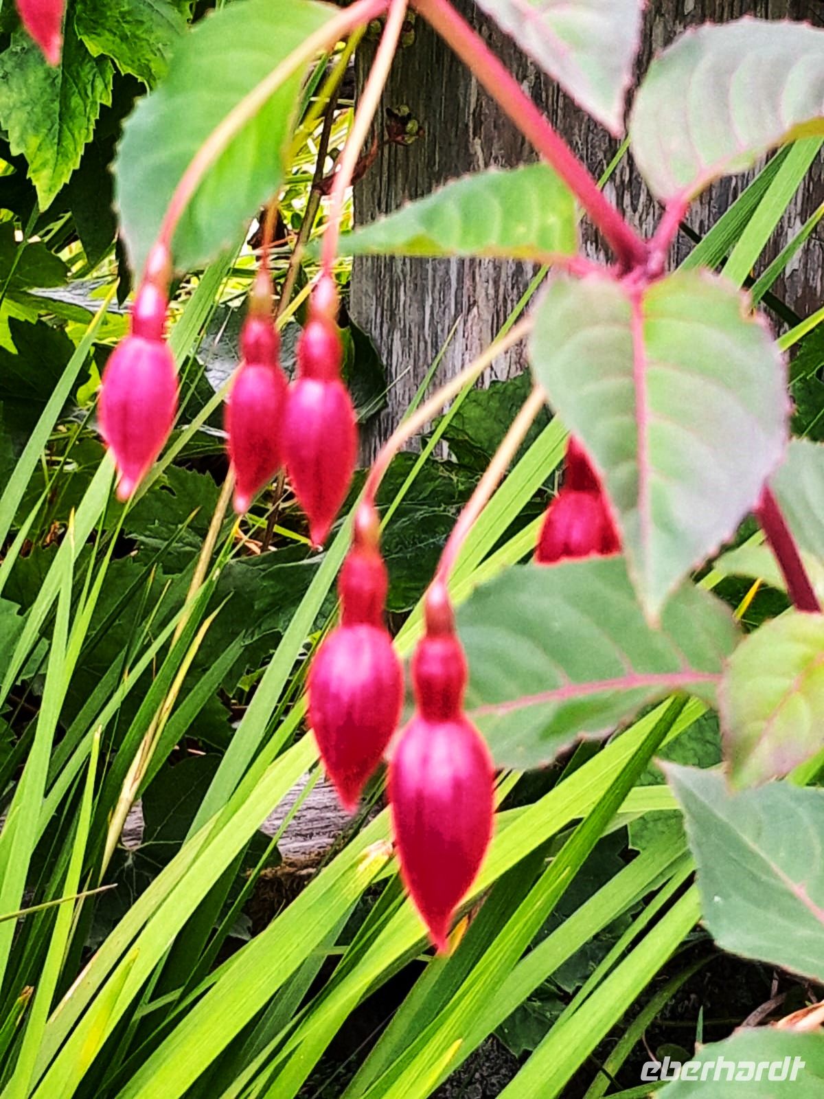 Tag 5 Fuchsien 2.jpg &ndash; &copy; Gabi Rübel (Eberhardt TRAVEL)