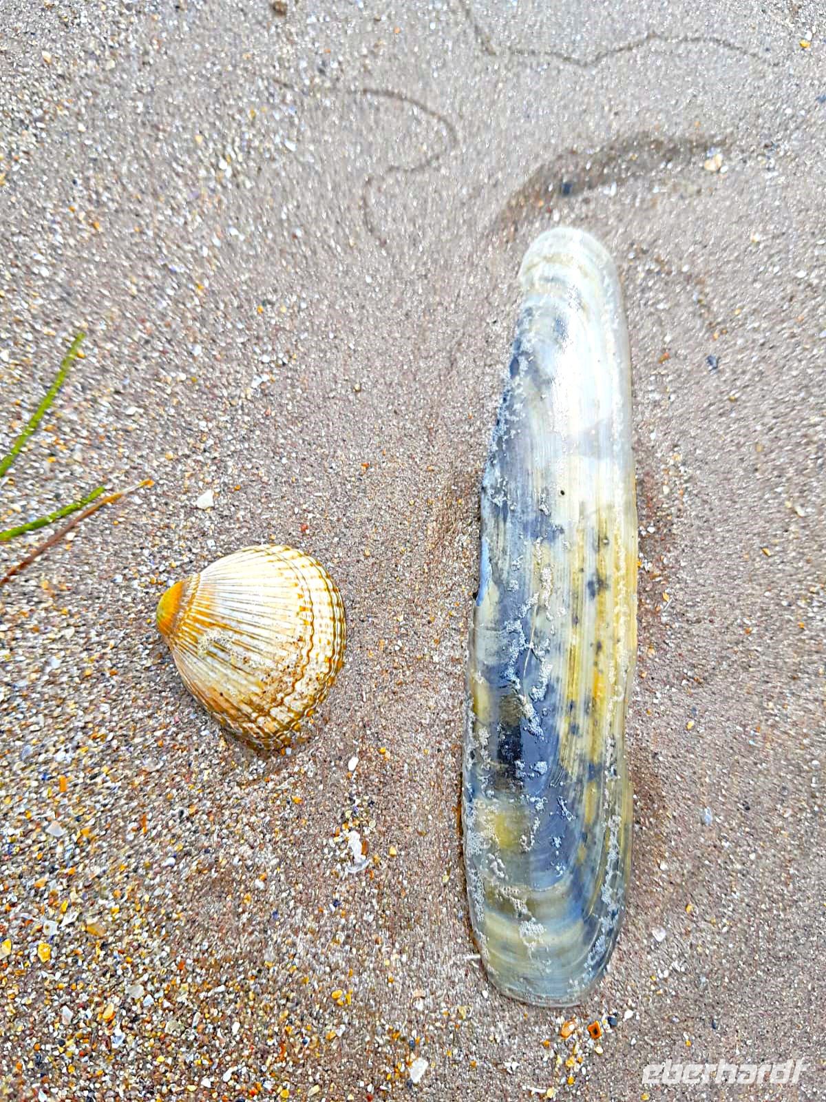 Tag 7 Dingle Rundfahrt Inch Beach.jpg &ndash; &copy; Gabi Rübel (Eberhardt TRAVEL)