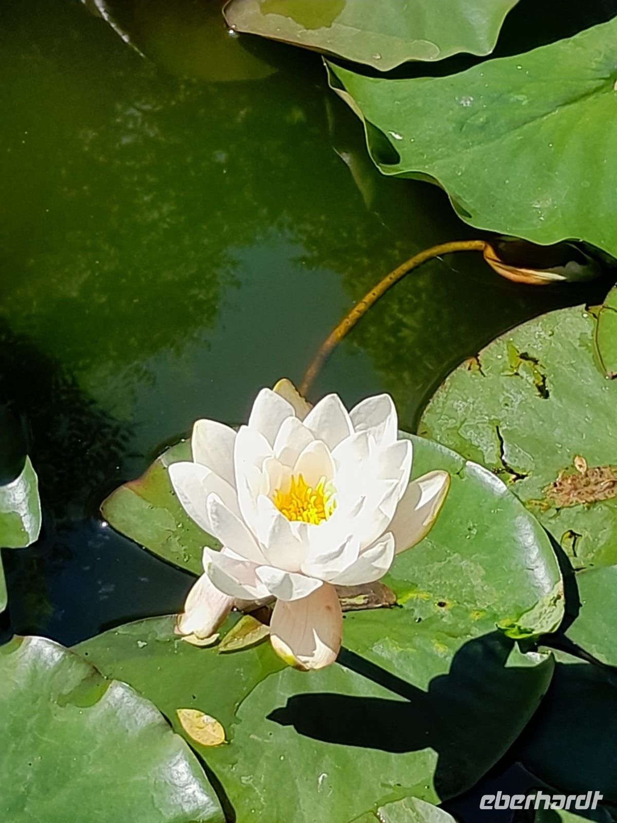 Tag 10 Kilkenny Gardens Seerose.jpg &ndash; &copy; Gabi Rübel (Eberhardt TRAVEL)