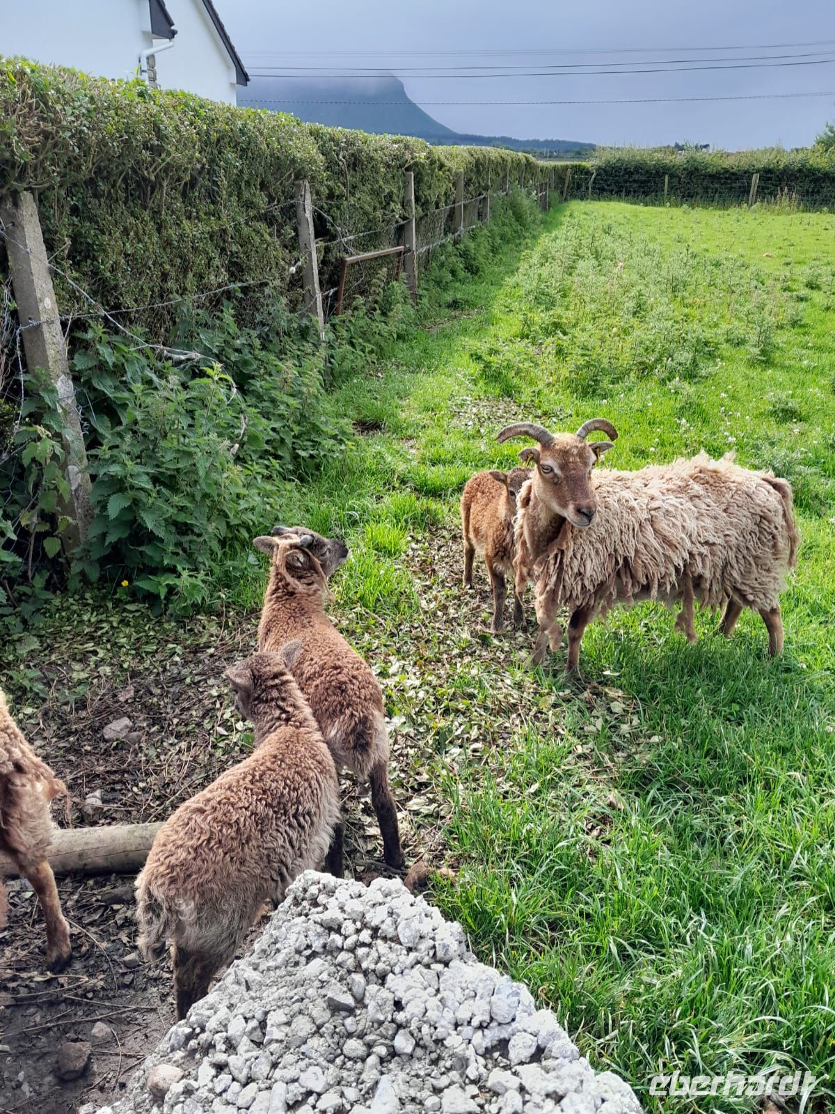 Tag 4 Grange Sheep Farm 2.jpg &ndash; &copy; Gabi Rübel (Eberhardt TRAVEL)