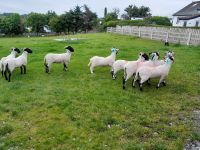 Tag 4 Grange Sheepdog Demonstration &ndash; &copy; Gabi Rübel (Eberhardt TRAVEL)