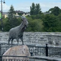 Tag 8 Killorglin Puck.jpg &ndash; &copy; Gabi Rübel (Eberhardt TRAVEL)