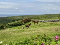 8. Tag – Klippen & Burren – Wanderung durch den Burren &ndash; &copy; Andreas Wolfsteller (Eberhardt TRAVEL)