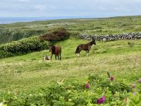 8. Tag – Klippen & Burren – Wanderung durch den Burren &ndash; &copy; Andreas Wolfsteller (Eberhardt TRAVEL)