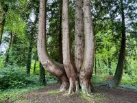 9. Tag – Gort bis Tralee – Wanderung in Coole Park &ndash; &copy; Andreas Wolfsteller (Eberhardt TRAVEL)