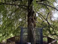 9. Tag – Gort bis Tralee – Wanderung in Coole Park – Autograph Tree &ndash; &copy; Andreas Wolfsteller (Eberhardt TRAVEL)