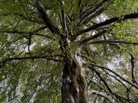 9. Tag – Gort bis Tralee – Wanderung in Coole Park – Autograph Tree &ndash; &copy; Andreas Wolfsteller (Eberhardt TRAVEL)