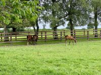 11. Tag – Tralee bis Newtownmountkennedy – Besuch auf dem Irischen Nationalgestüt &ndash; &copy; Andreas Wolfsteller (Eberhardt TRAVEL)