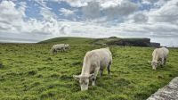 Cliffs of Moher &ndash; &copy; Sinah Witzig (Eberhardt TRAVEL)