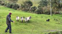 Kells Sheep Farm &ndash; &copy; Sinah Witzig (Eberhardt TRAVEL)