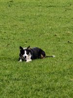 Atlantic Sheepdogs