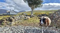 Connemara &ndash; &copy; Sinah Witzig (Eberhardt TRAVEL)