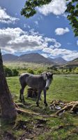 Connemara Ponys &ndash; &copy; Sinah Witzig (Eberhardt TRAVEL)