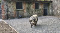 Koonkoon Schweine