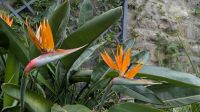 Glenveagh Gardens Strelitzien &ndash; &copy; Natalie Hady (Eberhardt TRAVEL)