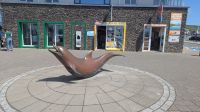 Fungie der Delfin