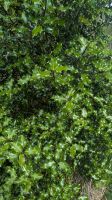 Glenveagh Gardens &ndash; &copy; Natalie Hady (Eberhardt TRAVEL)