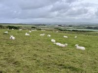 4. Tag: Ausflug nach Nordirland – Schafe am Giant's Causeway &ndash; &copy; Andreas Wolfsteller (Eberhardt TRAVEL)