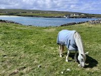 6. Tag: Ausflug auf die Aran Islands – Wandern auf Inishmore &ndash; &copy; Andreas Wolfsteller (Eberhardt TRAVEL)