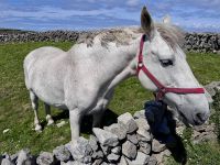 6. Tag: Ausflug auf die Aran Islands – Wandern auf Inishmore &ndash; &copy; Andreas Wolfsteller (Eberhardt TRAVEL)