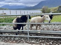 7. Tag: Connemara – Schafe füttern im Inagh Valley &ndash; &copy; Andreas Wolfsteller (Eberhardt TRAVEL)