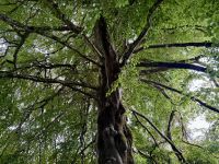 8. Tag: Leenaun bis Spanish Point – Wandern in Coole Park – Autograph Tree &ndash; &copy; Andreas Wolfsteller (Eberhardt TRAVEL)
