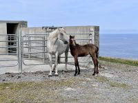 9. Tag: Spanish Point bis Tralee – Klippenwanderung nach Doolin &ndash; &copy; Andreas Wolfsteller (Eberhardt TRAVEL)