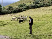 10. Tag: Ring of Kerry – Besuch beim Schäfer Tom &ndash; &copy; Andreas Wolfsteller (Eberhardt TRAVEL)
