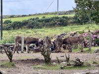 10. Tag: Ring of Kerry – Zusatzwanderung zum Derrynane Beach &ndash; &copy; Andreas Wolfsteller (Eberhardt TRAVEL)
