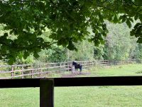 11. Tag: Tralee bis Newtownmountkennedy – Besuch auf dem Irischen Nationalgestüt – Tommy &ndash; &copy; Andreas Wolfsteller (Eberhardt TRAVEL)
