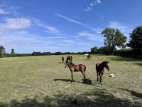 11. Tag: Tralee bis Newtownmountkennedy – Besuch auf dem Irischen Nationalgestüt &ndash; &copy; Andreas Wolfsteller (Eberhardt TRAVEL)